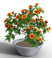 Illustration of a hibiscus plant in a pot