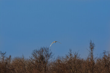 Egretta garzetta-Little egret-Aigrette garzette