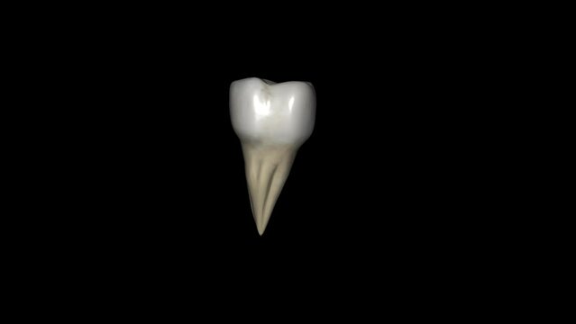 The mandibular third molar is also referred as the wisdom tooth .