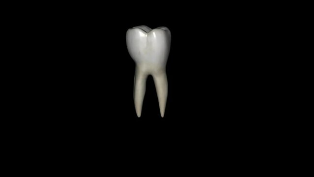 The mandibular first molar usually has two roots, a mesial and a distal.