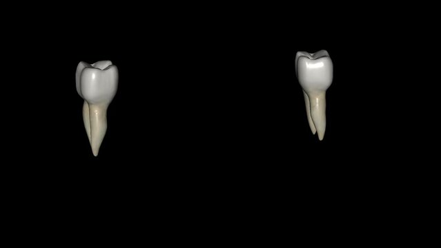 The mandibular second molar resembles the mandibular first permanent molar, except that the primary tooth is smaller in all its dimensions.