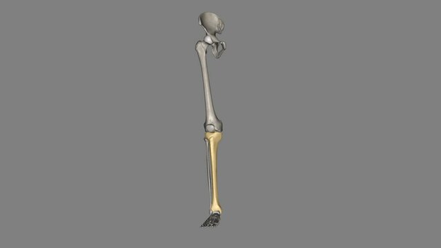 The tibia is the shinbone, the larger of the two bones in the lower leg .