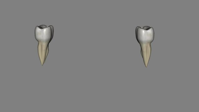 The mandibular second molar resembles the mandibular first permanent molar, except that the primary tooth is smaller in all its dimensions.