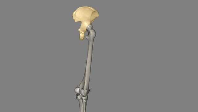 The hip bone is comprised of the three parts the ilium, pubis and ischium