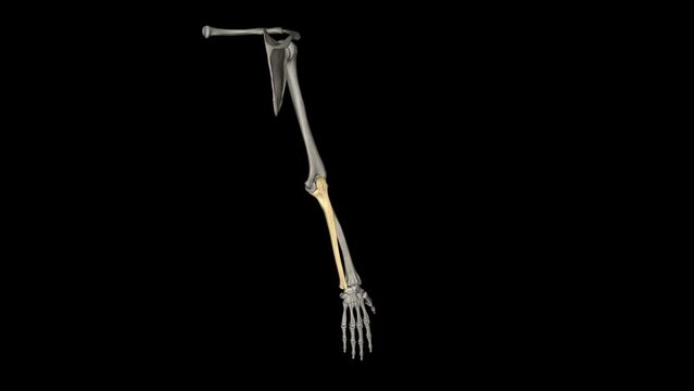 The ulna is one of two bones that make up the forearm, the other being the radius .