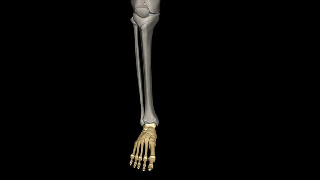 The human foot is a strong and complex mechanical structure containing 26 bones, 33 joints .