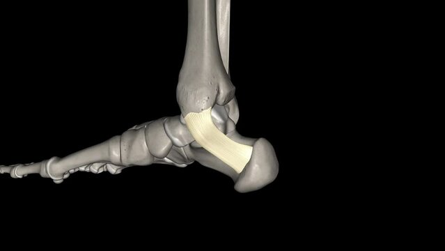 The flexor retinaculum of the foot extends from the medial malleolus above, to the calcaneus below .