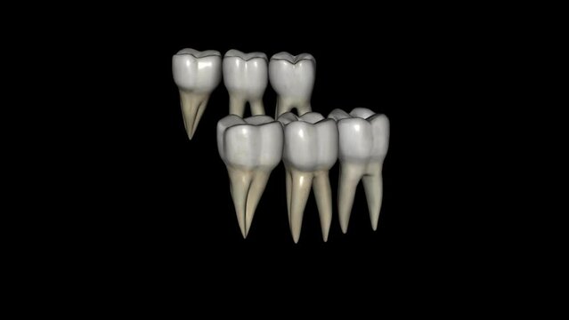 The mandibular molars perform the major portion of the work .
