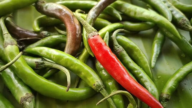 One ripe red long chilli pepper falling down on top of pile of organic and farm fresh hot raw green chillies. Closeup macro top view. Hot spicy indian or asian food concept.