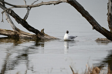 Larus ridibundus-Black-headed Gull-Mouette rieuse-IUCN=LC-B062_003_034