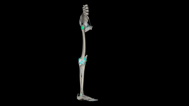Lower Limb, Ligaments and Bones .