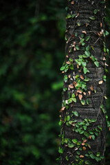 Parasitic vine wrapped around tree trunk in tropical forest