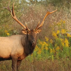Fototapeta premium Rocky Mountain Elk Bull Broken Antler Tine Battle Scar Clearfield County PA Morning Light 