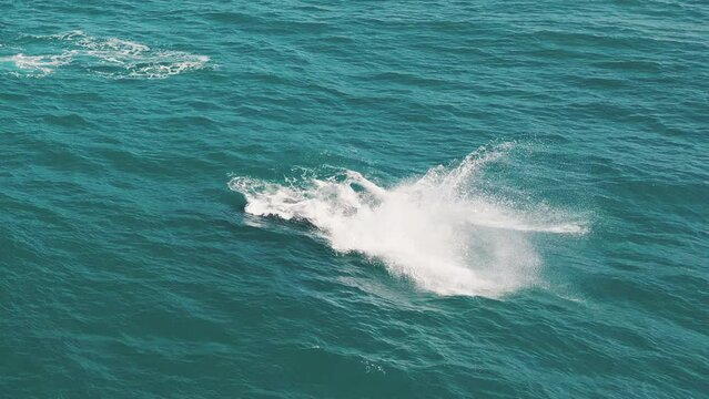 The southern right whales breach, Eubalaena australis. Mother and calf of the Right Whales swim near Brazilian shore near the town of Imbituba. the calf breaches and falls with splash
