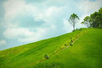 Obraz premium green mountains with the trees on the mountain top and the clear sky.