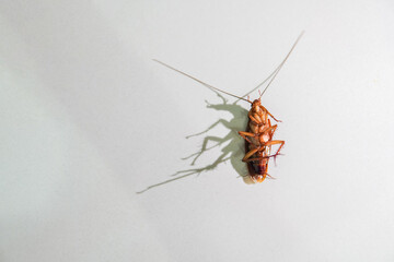 Cockroach lying. isolated on white background with copy space