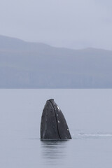 Humpback whale spy hop, with its head out of the water.