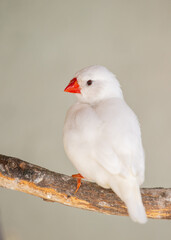 Zebra Finch (Taeniopygia guttata) spotted outside