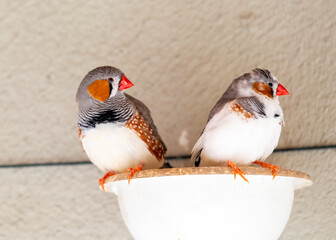 Zebra Finch (Taeniopygia guttata) spotted outside