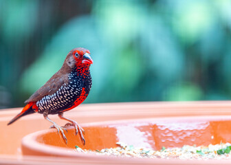 Painted Finch (Emblema pictum) Outside