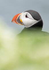 Portrait of an Atlantic Puffin (fratercula arctica) in Iceland.