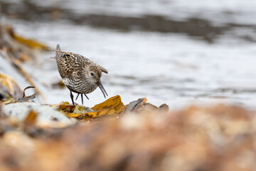 A Dunlin (Calidris alpina) foraging on a beach in Iceland.