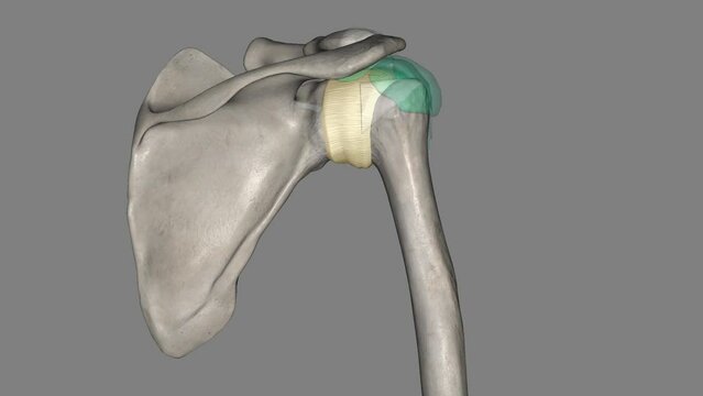 Joint capsule of the glenohumeral joint .