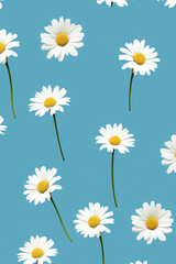texture with cute daisies on a blue background. blooming white flowers in summer or spring. nature and plants