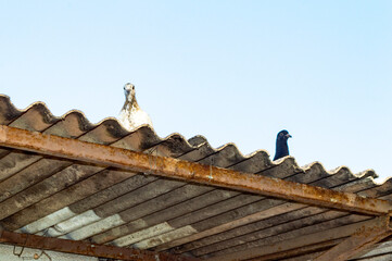 Fototapeta na wymiar Doves on the roof. Blue sky. Horizontal.
