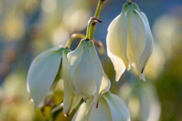 Fleurs blanches dans un jardin