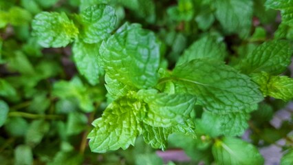 close up of mint leaves © Vinda