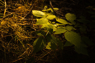 autumn leaves on the ground