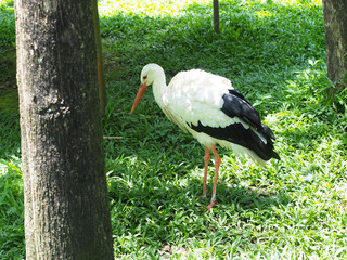 white heron, The pile of wood at the edge of the forest, which carpenters usually cut from the forest, is brown and has bark