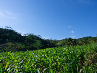 fiew montain n sky, beautiful fiew of village, expanse of agricultural fields, in coconut fields, mountain rice, as well as sunny hillside views of tropical hills.