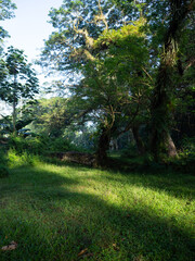 Fototapeta premium deep forest, the forest with green grass and big trees standing strong, looks beautiful with the sunshine in spring.