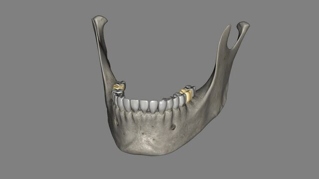 The mandibular second molar resembles the mandibular first permanent molar, except that the primary tooth is smaller in all its dimensions.