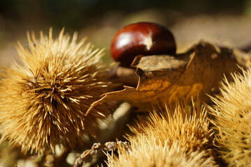 Die Edelkastanie auch Esskastanie ist ein Buchengewächs mit Nussfrüchten zur Herbstzeit