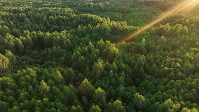 Forest on sunset. Bird's eye view of wildlife. Drone shot flying over spruce treetops in wild. Nature landscape footage. Fir-tree and Spruse trees in forest on sunset. Over Wilderness wildlife. 