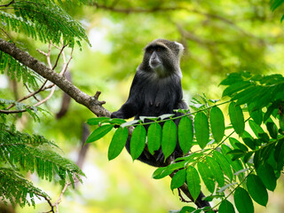 Blue Monkey sitting on a branch amongst foliage in the Arusha National Park in Tanzania