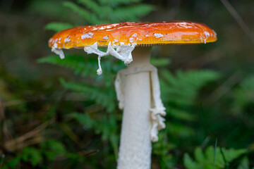 close-up of a fly agaric with spores dripping from it
