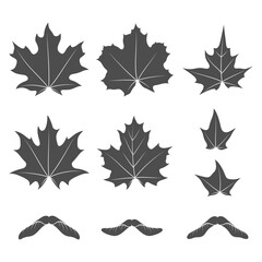 Set of black and white illustrations with maple leaves and seeds. Isolated vector objects on a white background.