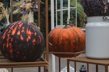 Group of pumpkins indoors with autumn arrangement