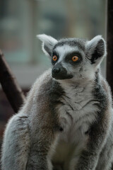 Portrait of a sitting lemur