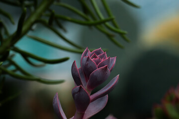 Pink and purple botanical succulent
