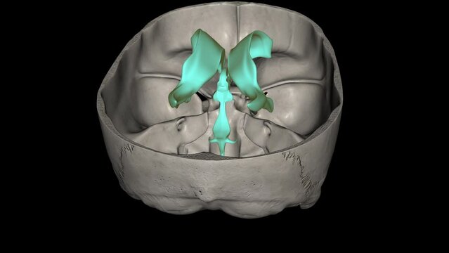 The ventricles of the brain are a communicating network of cavities filled with cerebrospinal fluid (CSF) and located within the brain parenchyma .