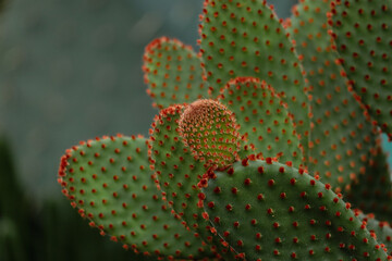 Fancy cactus with red bracts