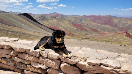 Dog resting in front of a wonderful view of Palcoyo Rainbow Mountain. Peru.