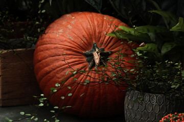 A single pumpkin in autumn style