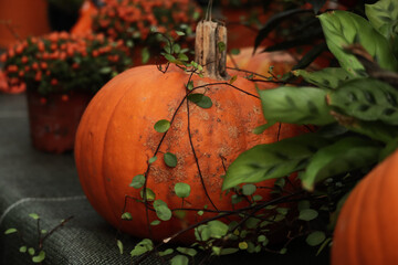 A single pumpkin in autumn style