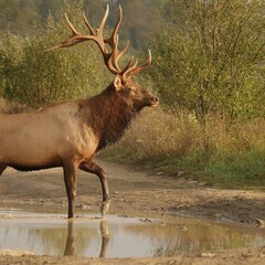 Rocky Mountain Elk Bull Crossing Water Clearfield County PA